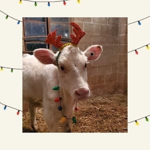 Meet your Posher, Bonnie